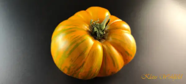 Tomaten: Kozula 179 Zebra Zolta (Gelbe Zebra)