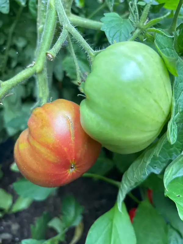 Tomaten: Kozula 186