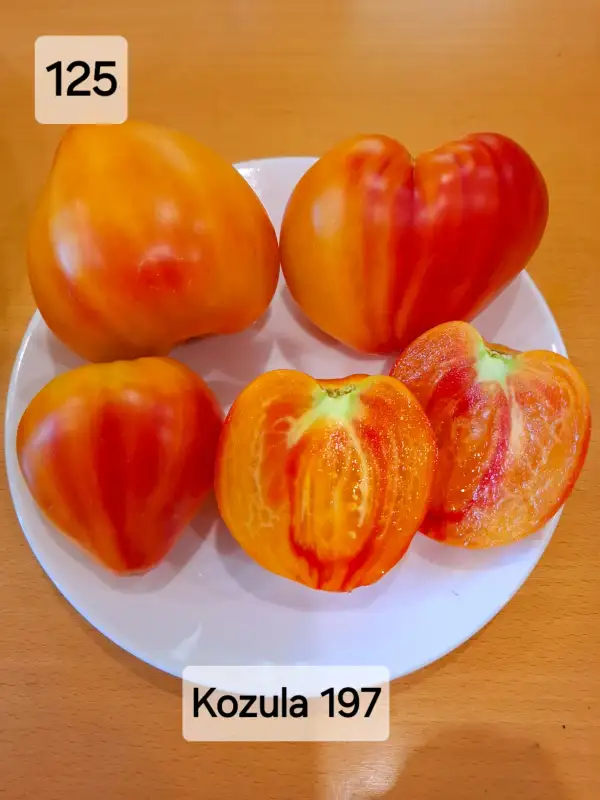 Tomaten: Kozula 197