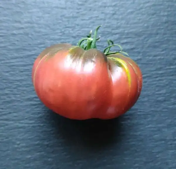 Tomaten: Kozula 20