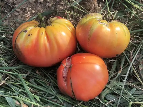 Tomaten: Kozula #202/2