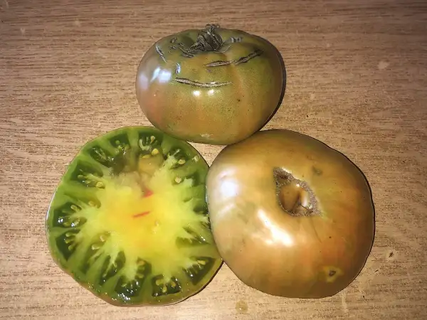 Tomaten: Kozula #203/1