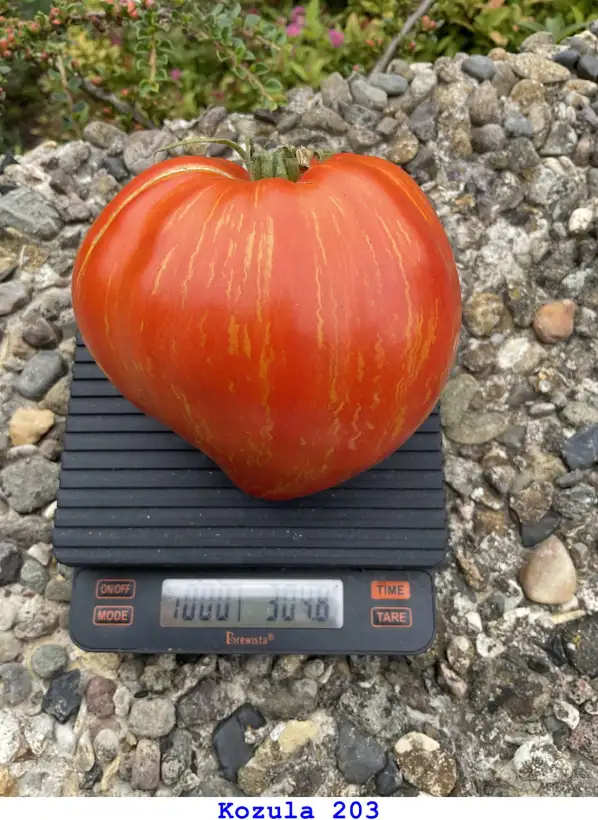 Tomaten: Kozula 203
