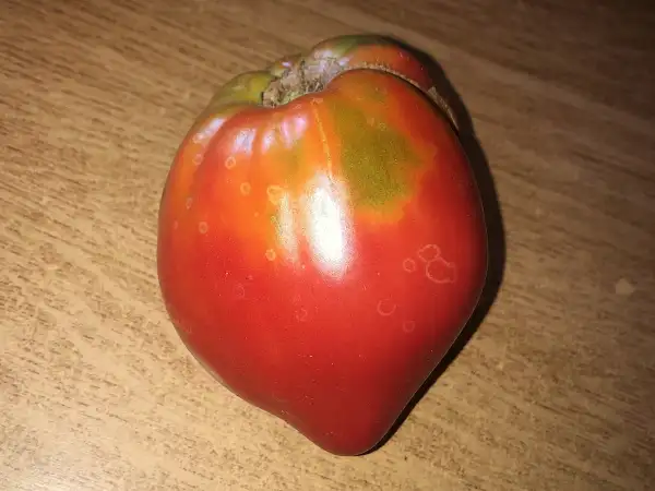 Tomaten: Kozula #204/1