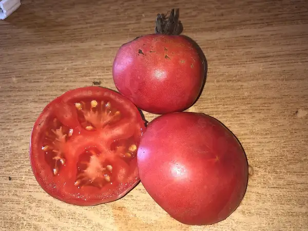 Tomaten: Kozula #205