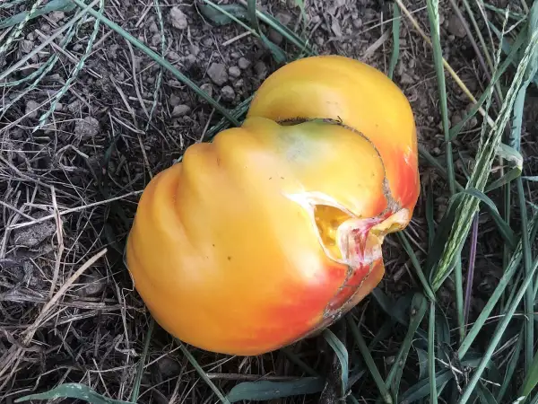 Tomaten: Kozula #209