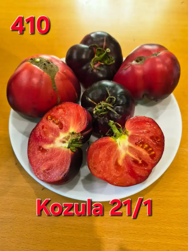 Tomaten: Kozula 21/1