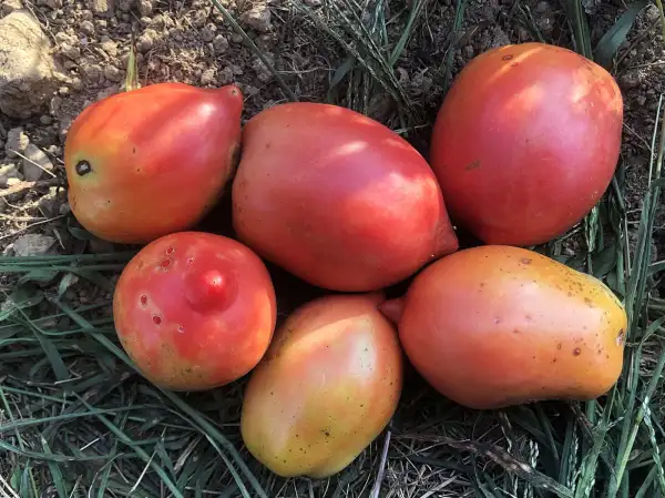 Tomaten: Kozula #212