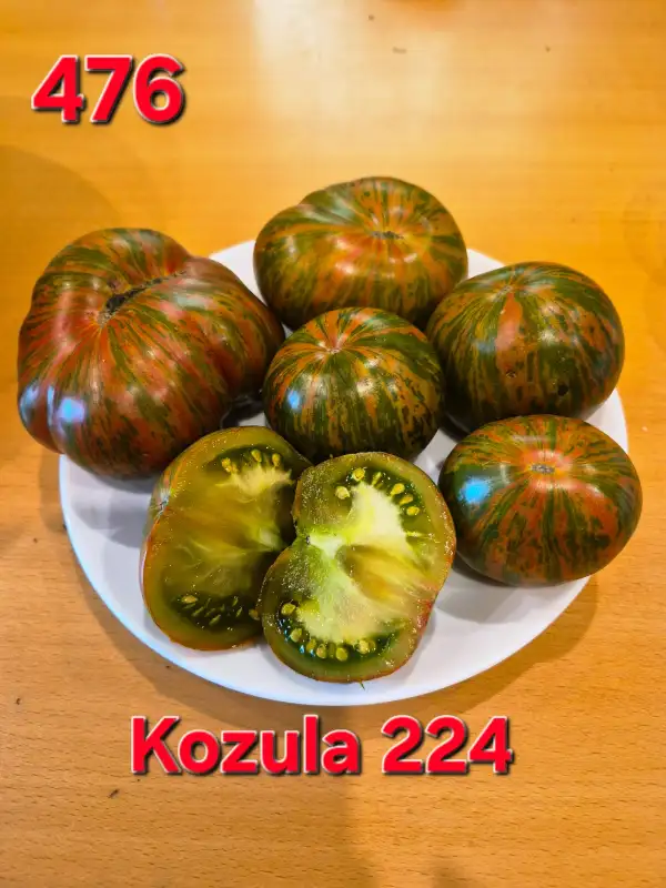 Tomaten: Kozula 224