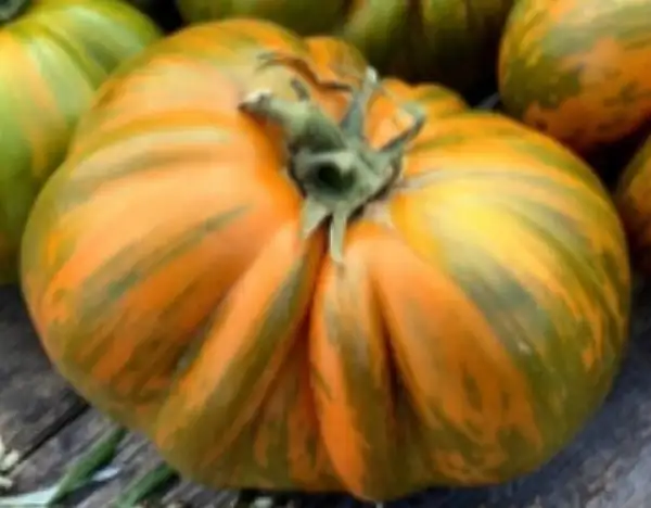 Tomaten: Kozula 228