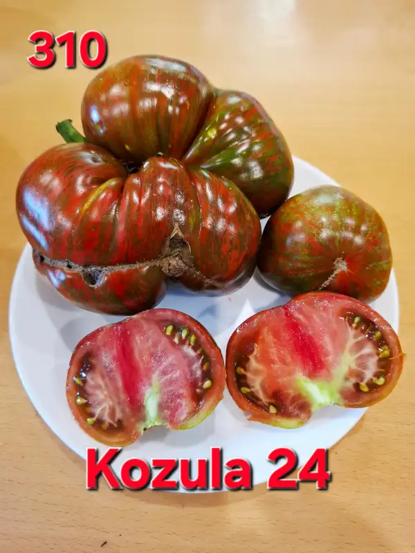 Tomaten: Kozula 24