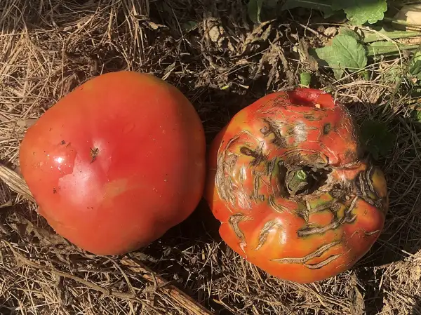 Tomaten: Kozula #52/2
