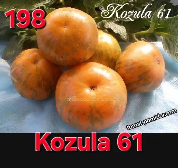 Tomaten: Kozula 61