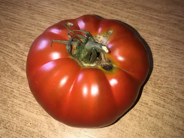 Tomaten: Kozula #66/1