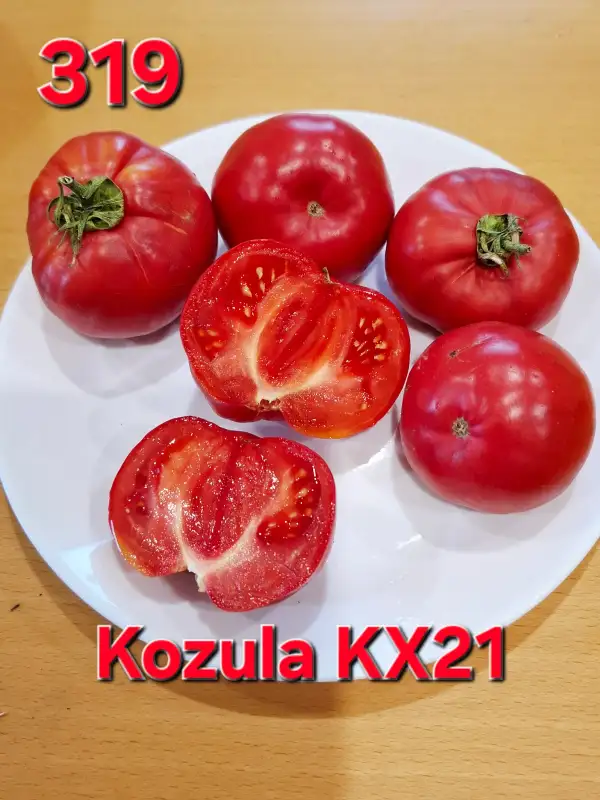 Tomaten: Kozula KX21