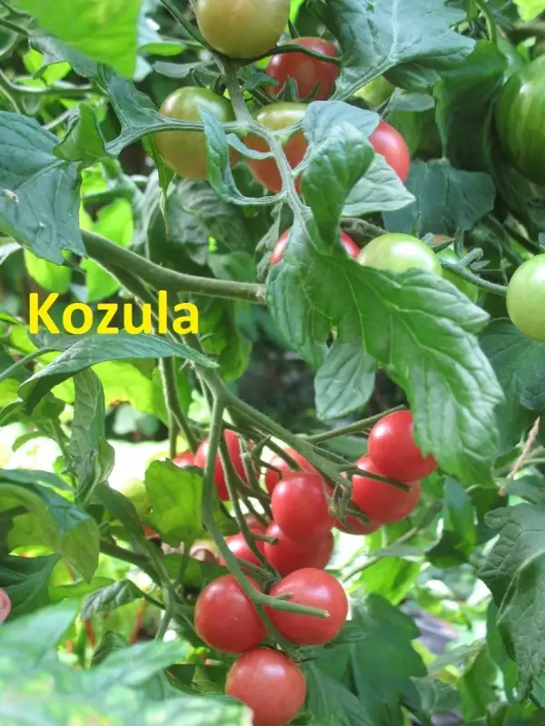 Tomaten: Kozula133