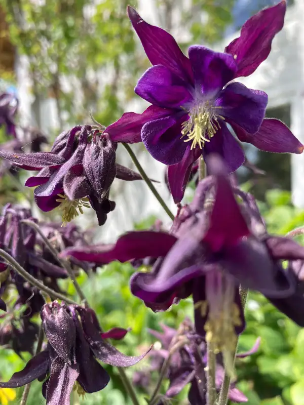 Blumen: Kräftig violette Akeleien