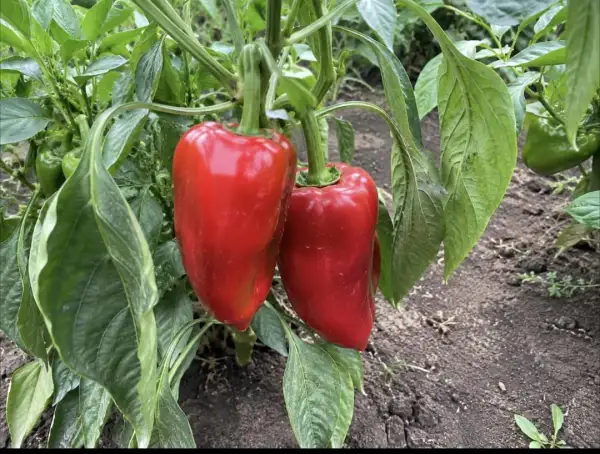 Chili / Paprika: Kräftige, ertragreiche Sorte mit langen, süßen Früchten. Die Paprika reifen von Grün zu einem leuchtenden Rot und eignen sich hervorragend zum Frischverzehr, Grillen oder Füllen.