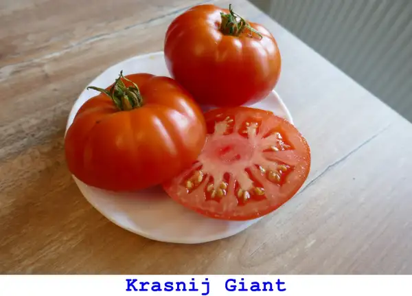 Tomaten: Kransnij Gigant