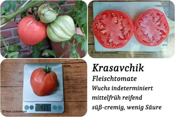 Tomaten: Krasavchik