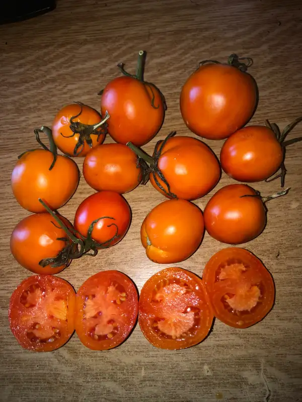 Tomaten: Krasavitsa Moskvy