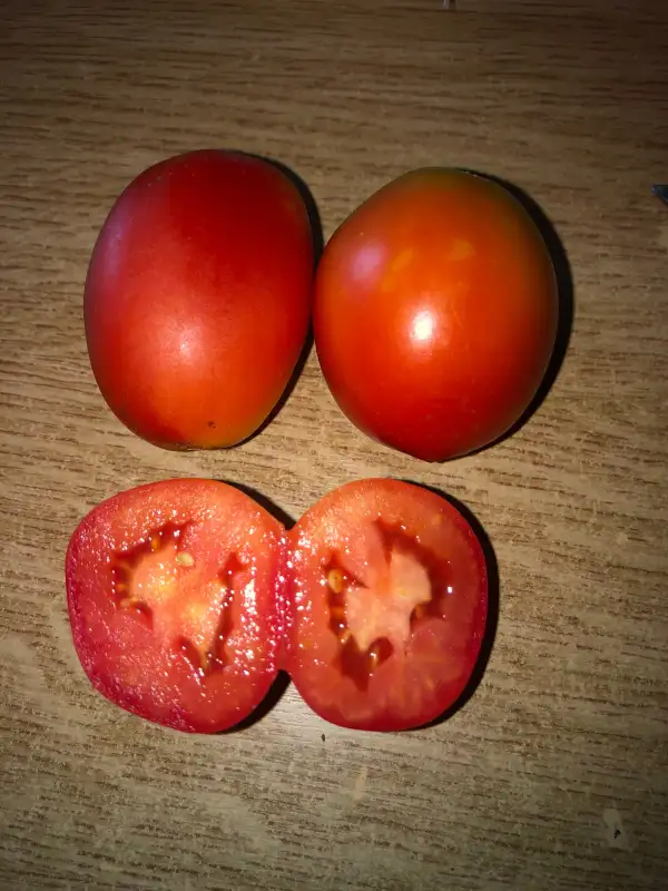 Tomaten: Krasniy Okhotnik