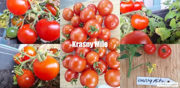 Tomaten: Krasny Milo - Zwergtomate