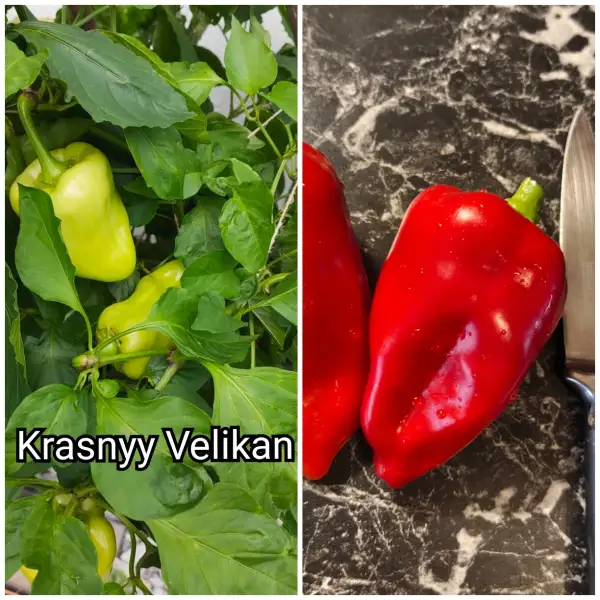 Paprika: Krasnyy Velikan