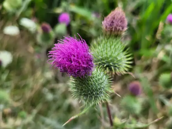 Blumen: Kratzdistel