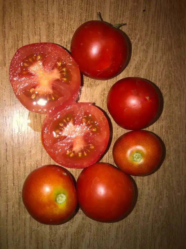 Tomaten: Kremser Pearl