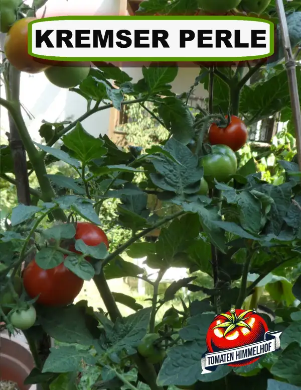 Tomaten: Kremser Perle