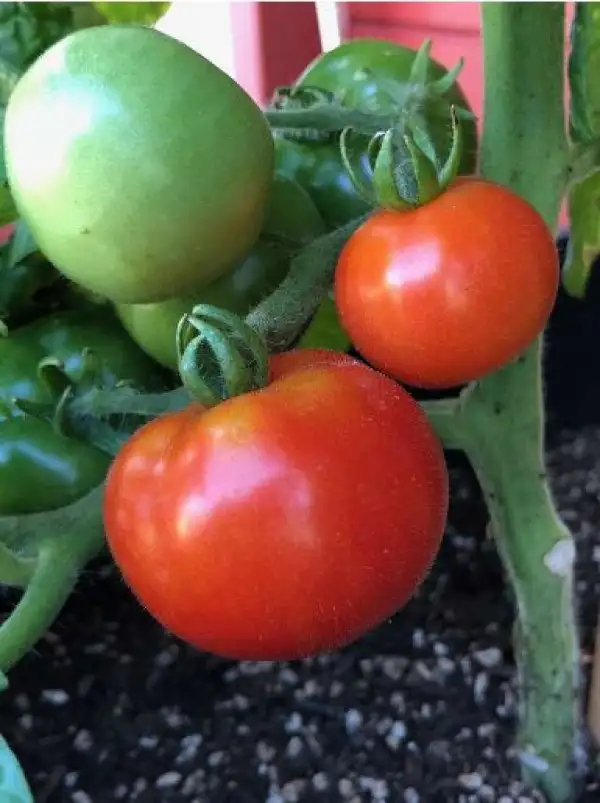 Tomaten: Kremser Perle