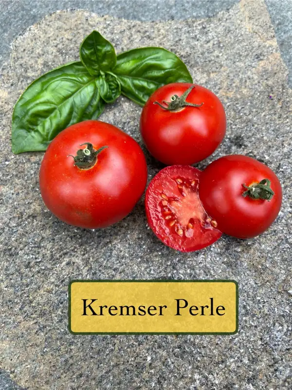 Tomaten: Kremser Perle