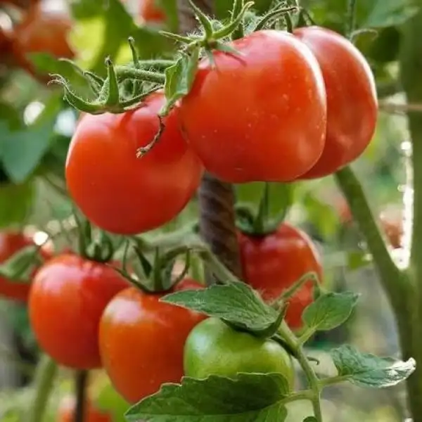 Tomaten: Kremser Perle