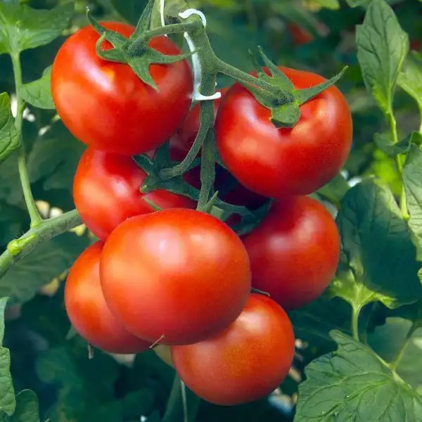 Tomaten: Kremser Perle