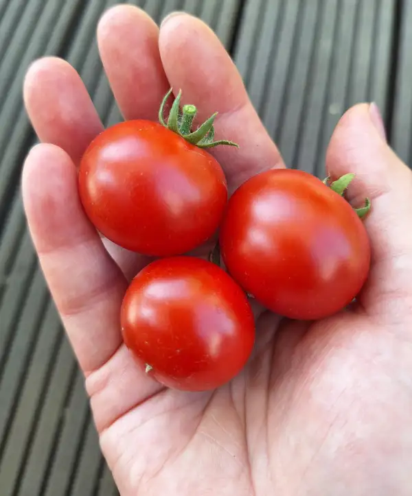 Tomaten: Kremser Perle