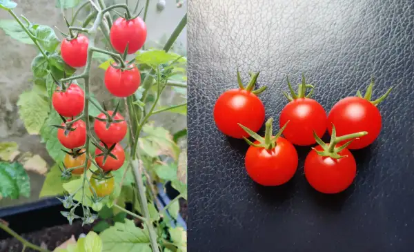 Tomaten: Krentje