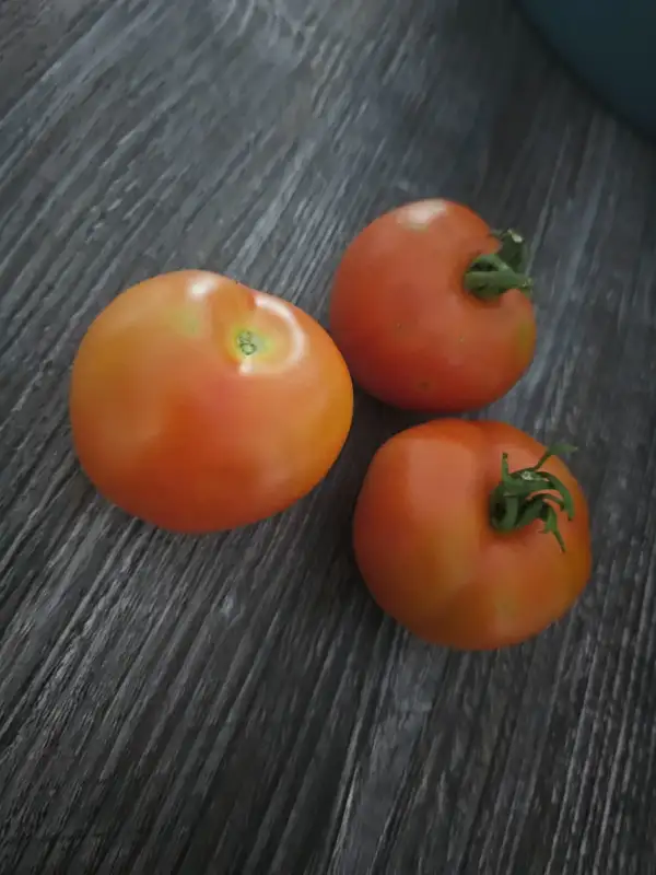 Tomaten: Kroatien