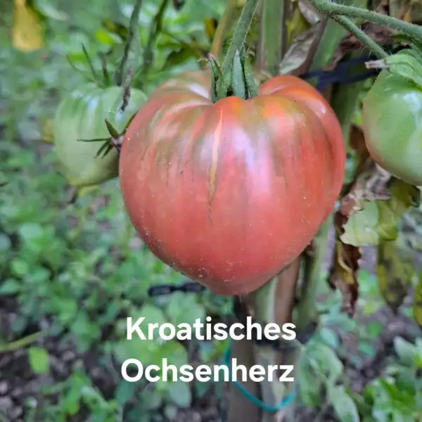 Tomaten: Kroatisches Ochsenherz