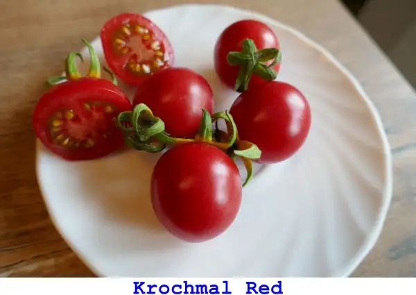 Tomaten: Krochmal Red