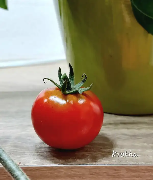 Tomaten: Krokha Dwarf