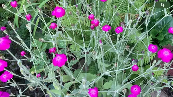 Blumen: Kronen-Lichtnelke (silene coronaria)