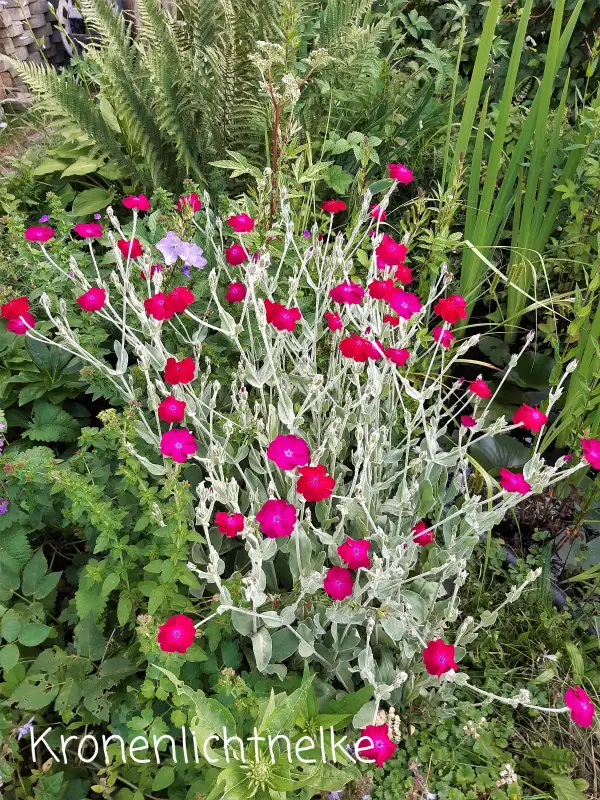 Blumen: Kronen-Lichtnelke/Vexiernelke, lychnis coronaria