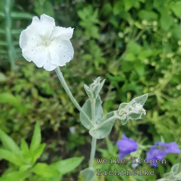 Blumen: Kronenlichtnelke