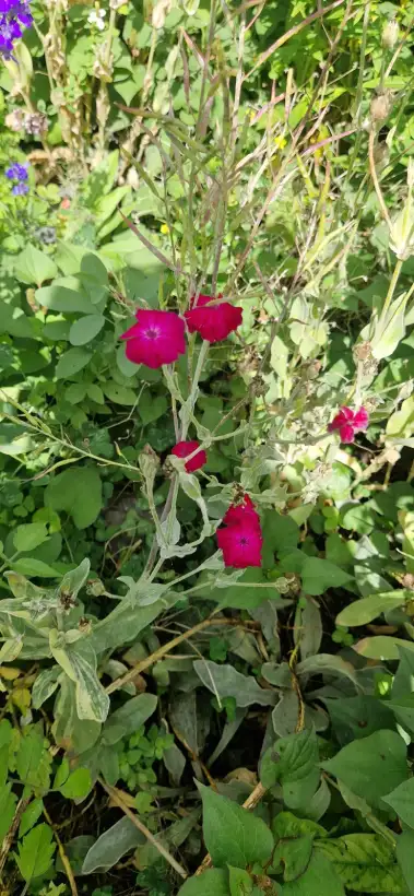 Blumen: Kronenlichtnelke pink