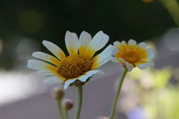 Blumen: Kronenwucherblume (Glebionis coronaria)