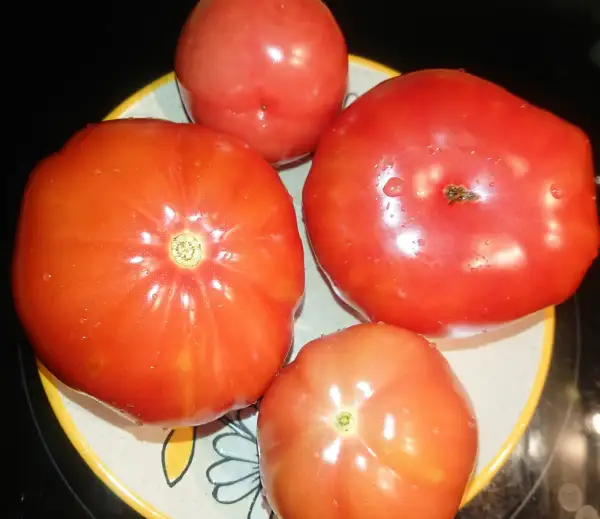 Tomaten: Krymskaja Rosa