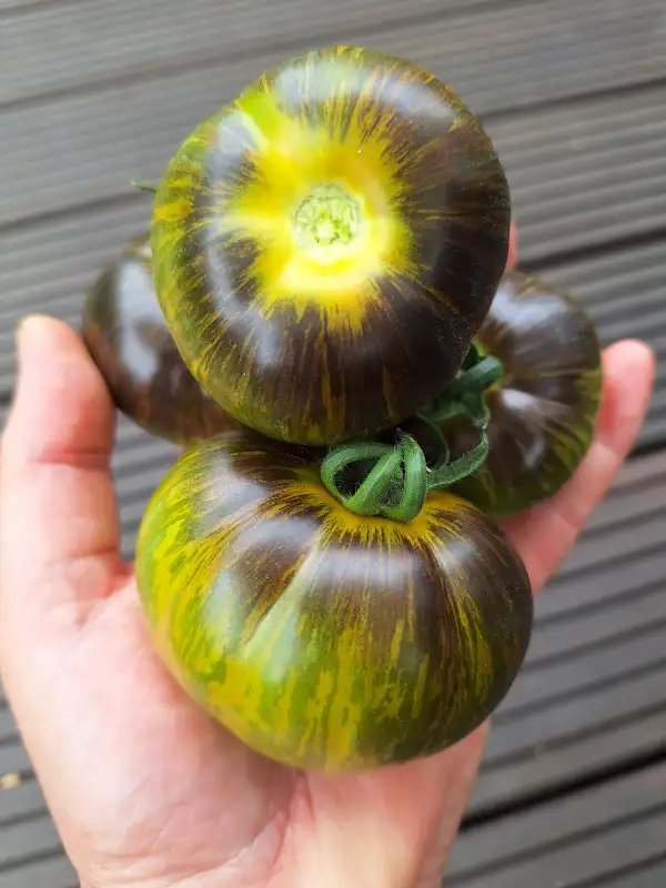 Tomaten: Kryptonite