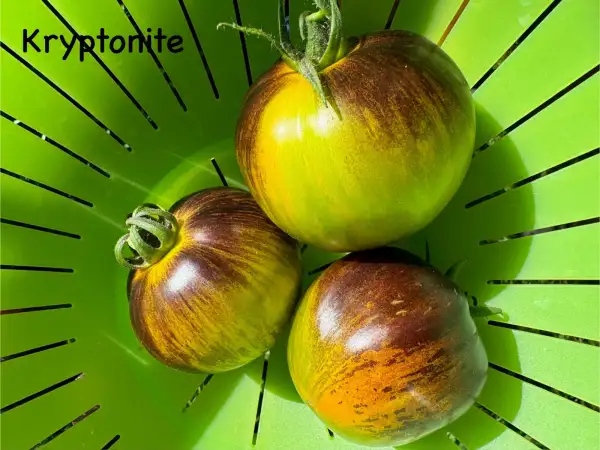 Tomaten: Kryptonite