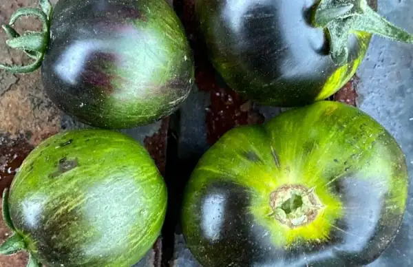 Tomaten: Kryptonite